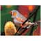 Diamond Dotz® Intermediate Gouldian Finch Diamond Painting Kit